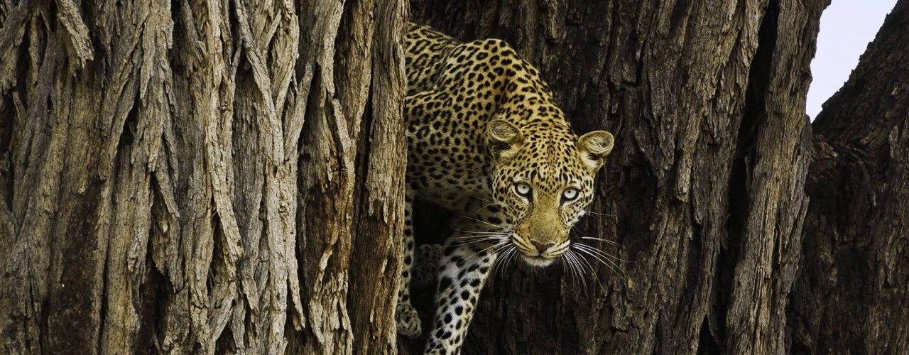 ELEPHANT WATCH CAMP (4)