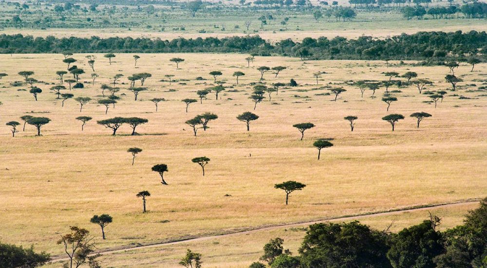 IMPALA SAFARI (6)
