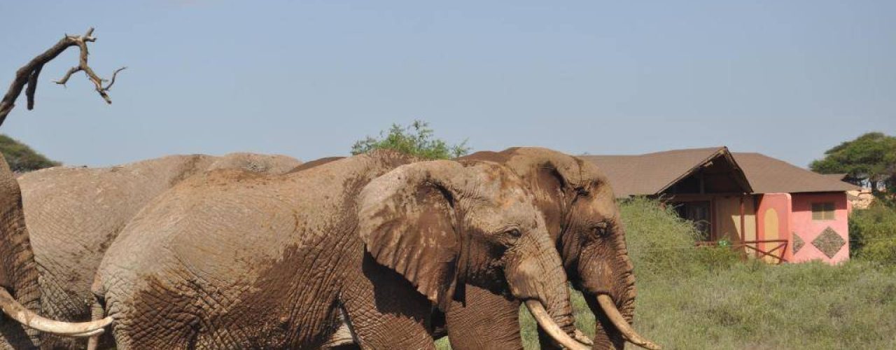 KILIMA SAFARI LODGE (9)