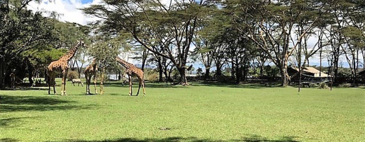 LAKE NAIVASHA COUNTRY CLUB (7)