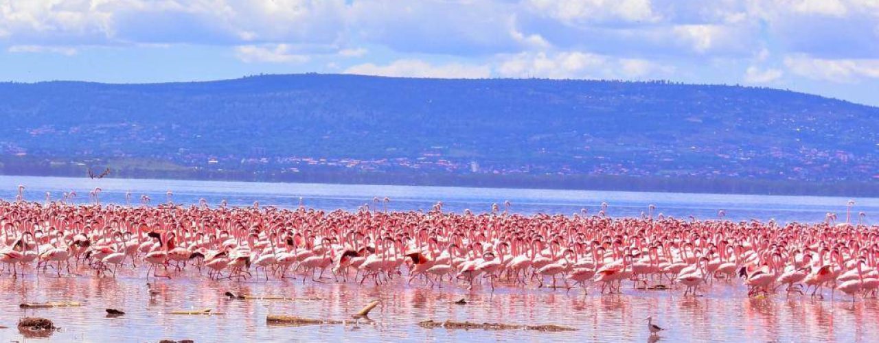 LAKE NAKURU LODGE (6)