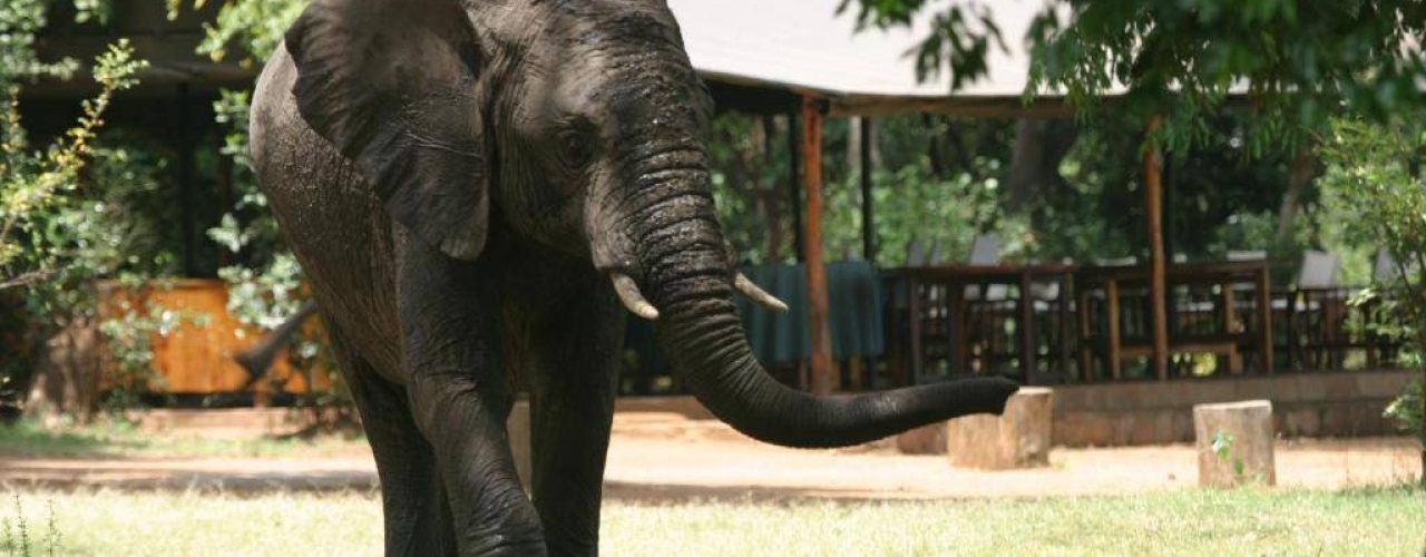 LITTLE GOVERNORS CAMP (1)