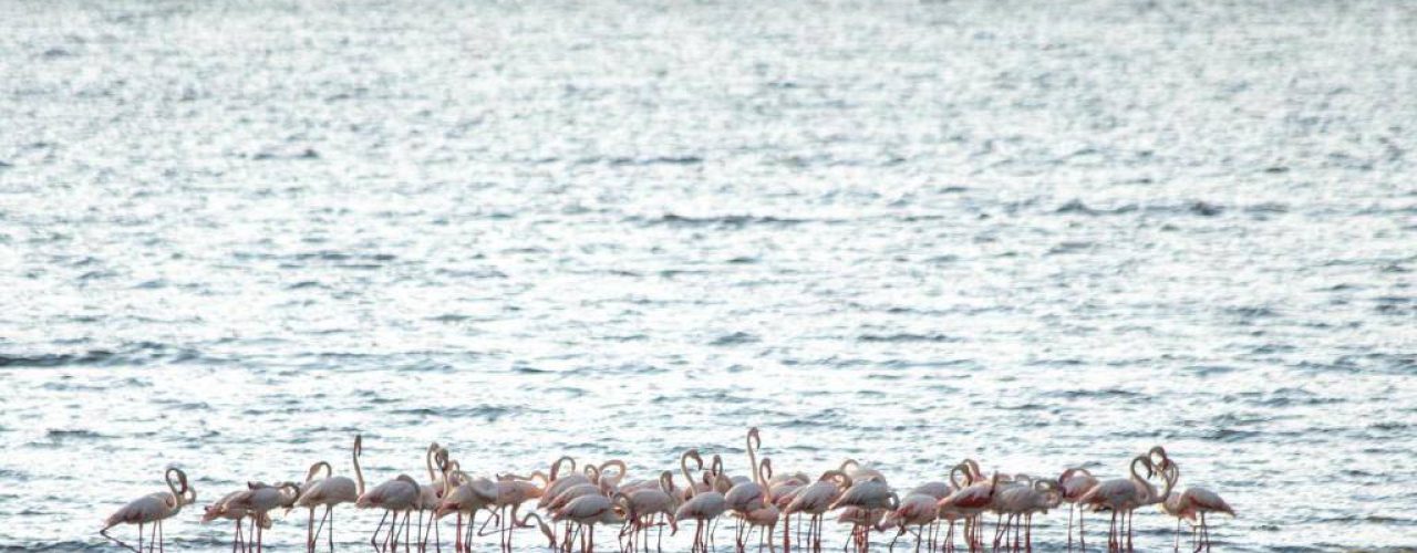 SAROVA LION HILL GAME LODGE (4)