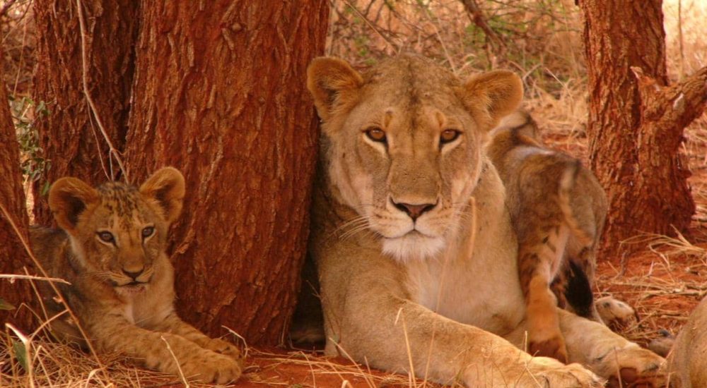 SEJOUR-PLONGEE-ET-SAFARI-6-2