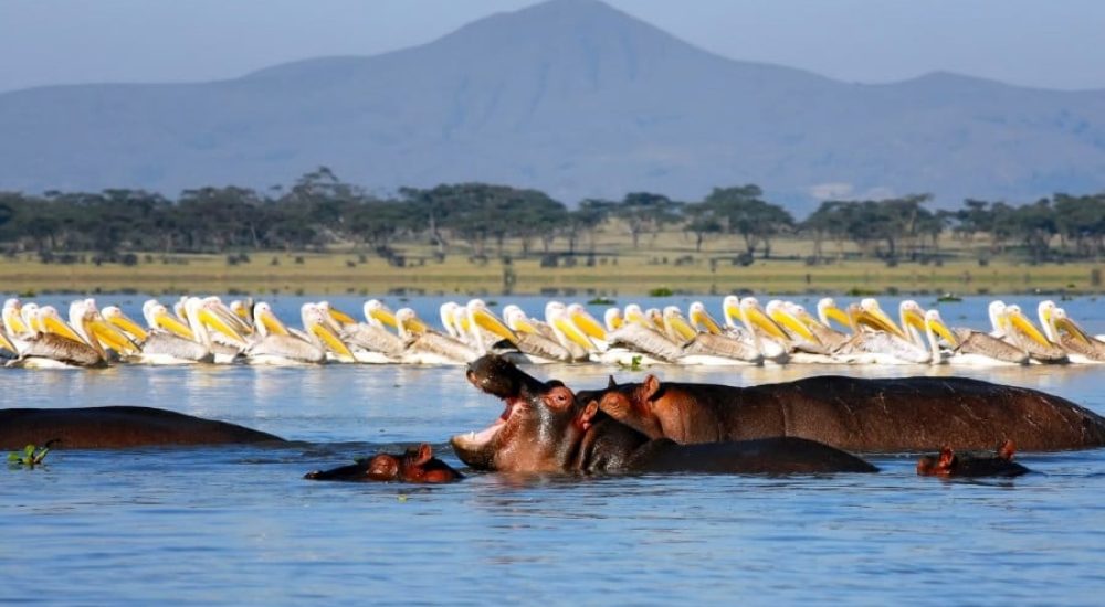 SPLENDEURS DU KENYA (10)