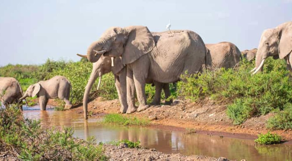 SPLENDEURS DU KENYA (3)