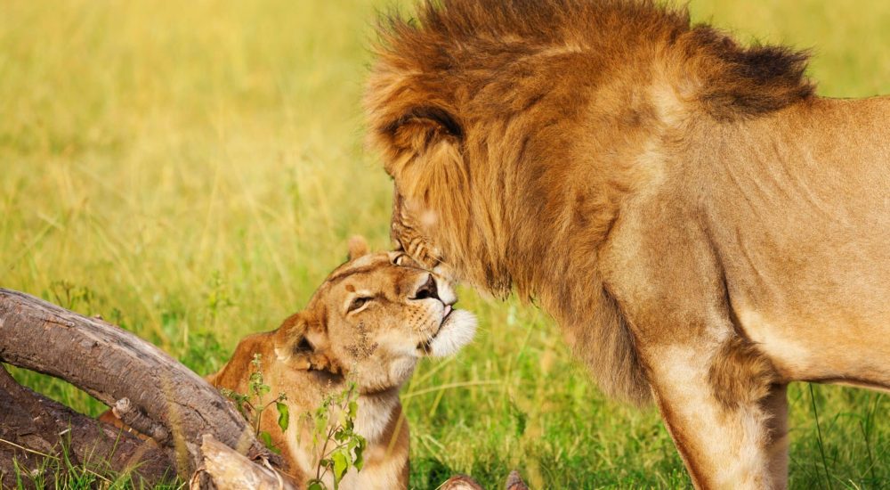 SPLENDEURS DU KENYA (4)