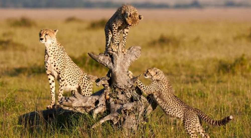 SPLENDEURS DU KENYA (7)