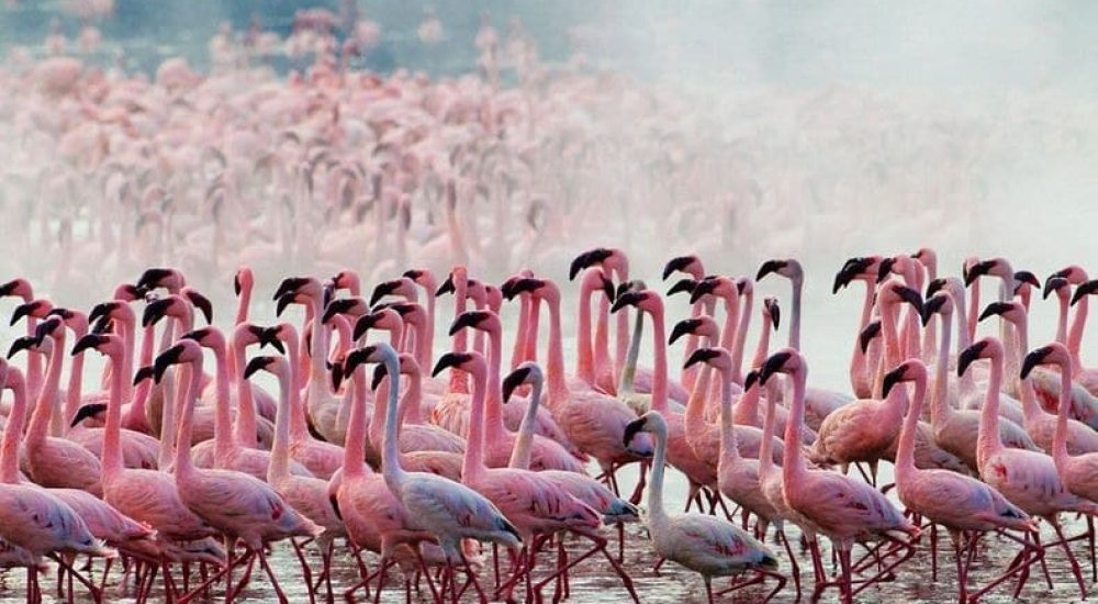 SPLENDEURS DU KENYA (9)