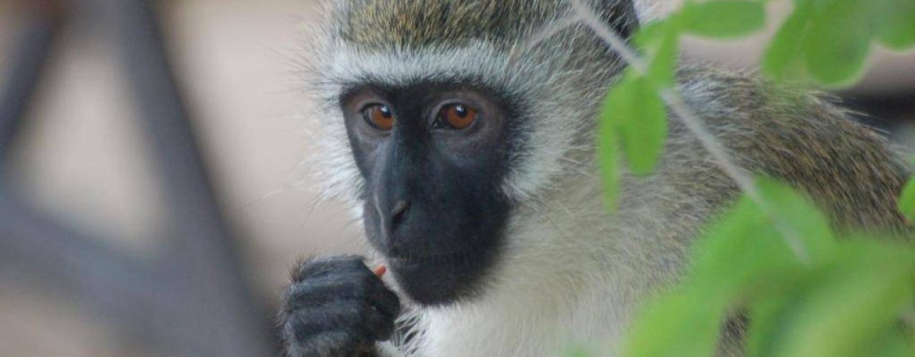 WATERLOVERS BEACH RESORT (12)