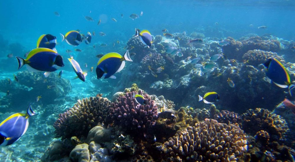 plongees-et-safaris-7-1