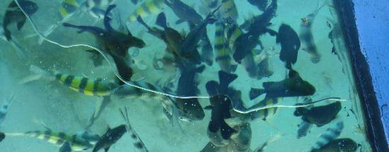 the-baobab-baobab-beach